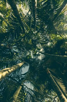 Tropical Palm tree and Coconut leaf background. Ant view photo