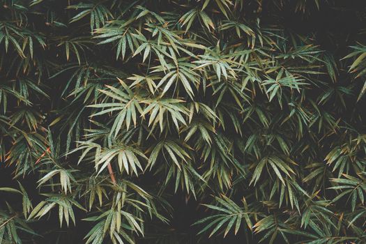 Tropical bamboo leaf abstract for background