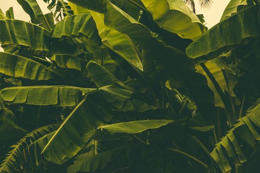 Jungle of tropical banana leaf texture, large palm foliage natural green background