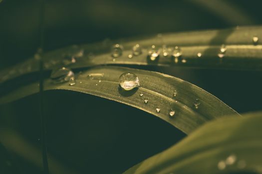 Drop water with grass. tropical filter photo
