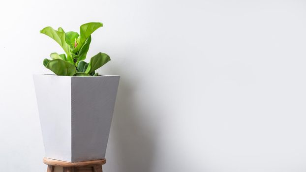 Fiddle fig plant in cement pot over light wall with copy space