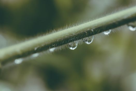 Drop water with grass. tropical filter photo