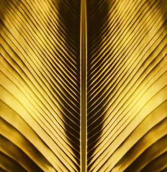 Abstract striped natural of golden background, Details and texture of banana leaf, Tropical banana leaf