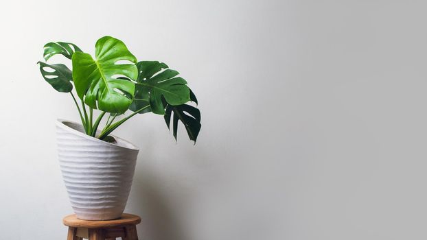 Monstera plant in cement pot over light wall with copy space