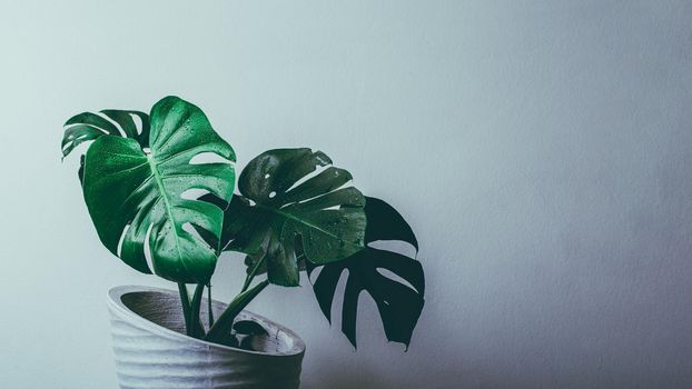 Monstera plant in cement pot over light wall with copy space