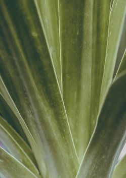 Tropical palm leaf background.