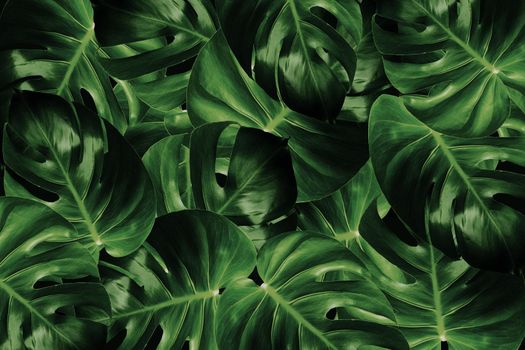 Monstera leaf  Dark green background