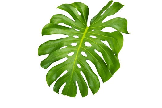 Monstera leaf  isolated with clipping paths on white 