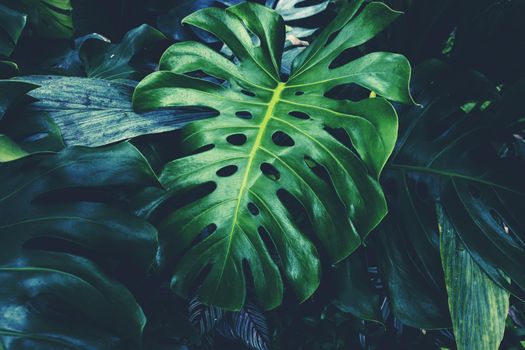 Monstera leaf tropical garden background