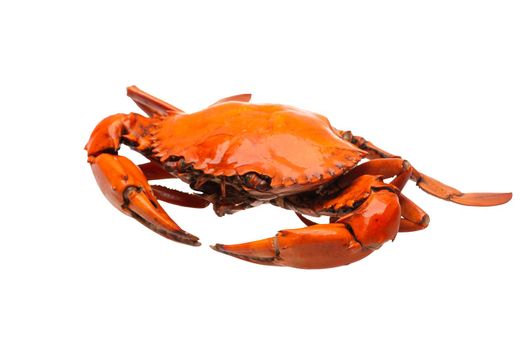 Crab seafood isolated on white