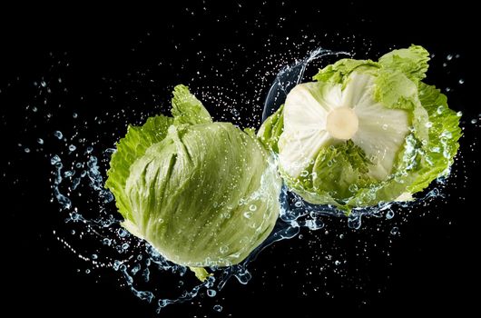 Freshy cabbage with water splash flying in the air isolated on black background, Vegetable washing