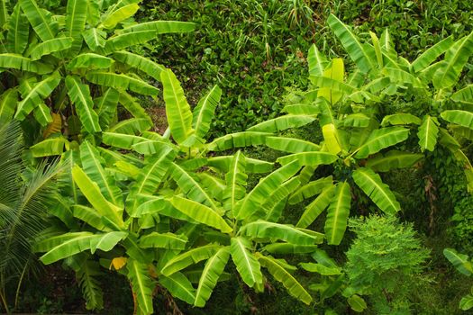 Banana tree jungle on bird eye view