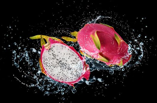 Freshy Dragon fruit with water splash flying in the air isolated on black background, Fruit washing