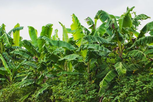 Banana tree jungle of nature green