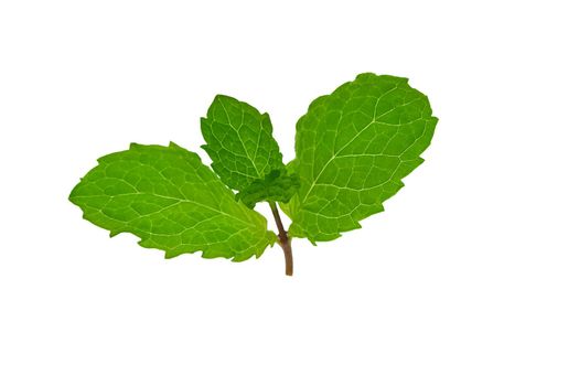 Mint leaf isolated on white with clipping path