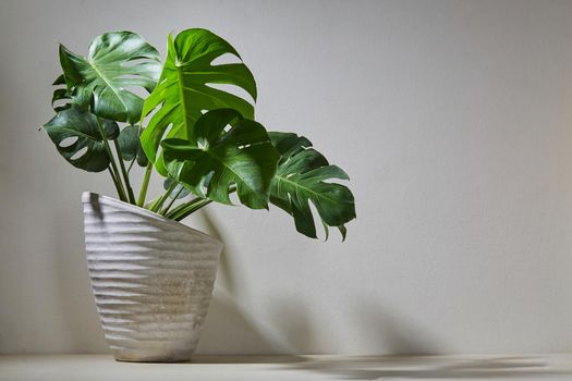 Monstera plant in cement pot over light wall with copy space