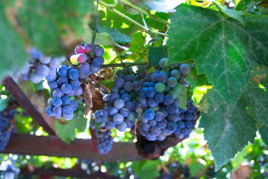 Many bunches of ripe red grape at vine outdoor harvesting season concept . close up shot with copy space
