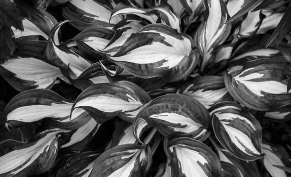 Black and white photo of a perennial host plant.