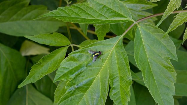 Fireman beetle on a green leaf.Summer day.