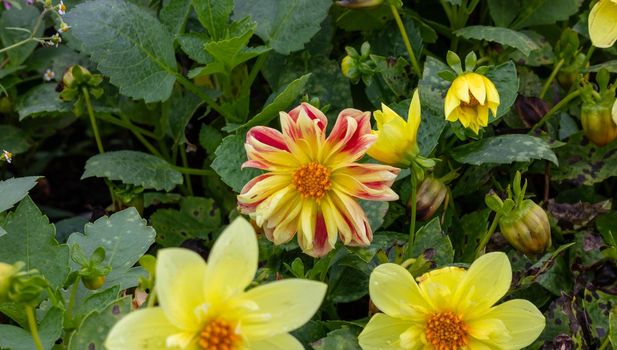 Yellow Dahlias on a green flower bed.