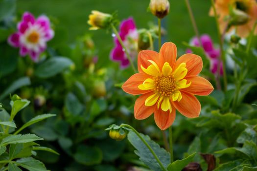 Orange Dahlia on a green flower bed.