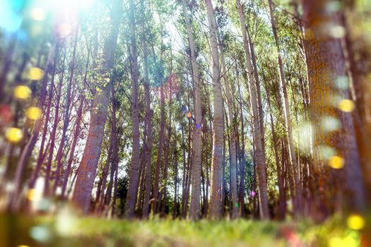 Forest and tree.Abstract scenery sunset