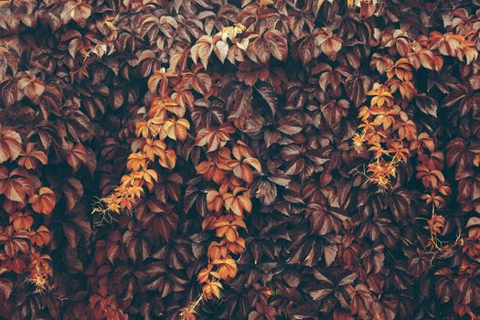 Nature background.Tree branchs,leaves and vegetation