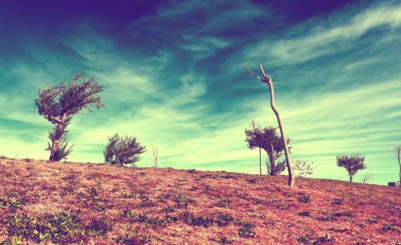 Tree and green grass in vintage style.Retro scenic nature