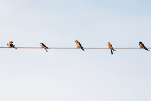 flock of small black birds village swallows sitting on the wires against the blue sky in the summer