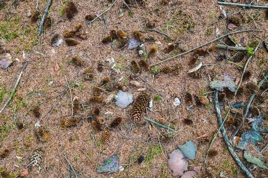 One long pine cone laying on the ground with brown needles on the forest ground