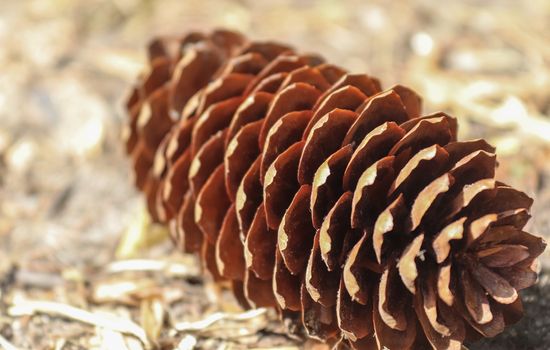 One long pine cone laying on the ground with brown needles on the forest ground