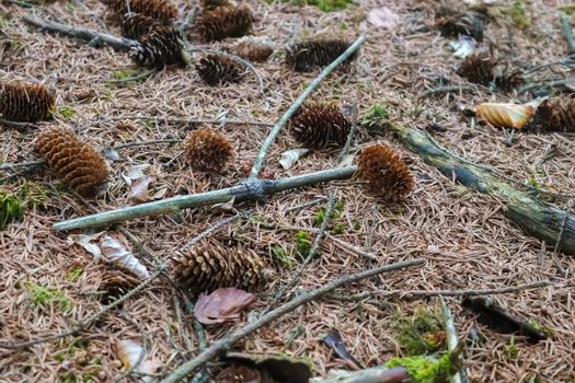 One long pine cone laying on the ground with brown needles on the forest ground