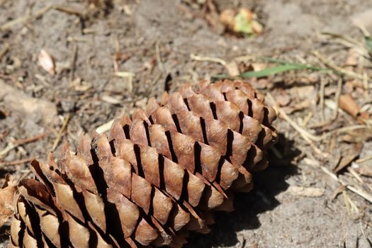 One long pine cone laying on the ground with brown needles on the forest ground