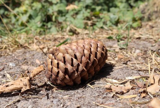 One long pine cone laying on the ground with brown needles on the forest ground