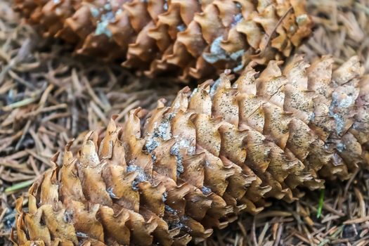 One long pine cone laying on the ground with brown needles on the forest ground