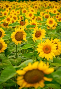 Sunflowers blooming in the field. harvest and agriculture in summer season