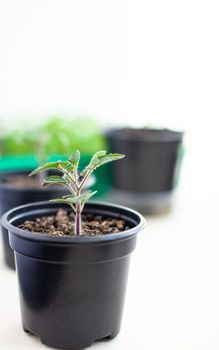 Close-up of seedlings of green small thin leaves of a tomato plant in a container growing indoors in the soil in spring. Seedlings on the windowsill