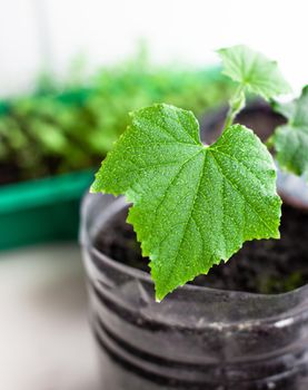 Seedlings of cucumbers and plants in flower pots near the window, a green leaf close-up. Growing food at home for an ecological and healthy lifestyle. Growing seedlings at home in the cold season