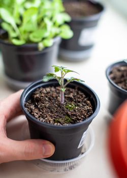 Close-up of seedlings of green small thin leaves of a tomato plant in a container growing indoors in the soil in spring. Seedlings on the windowsill