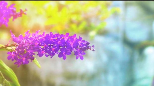violet orchid flower blooming and yellow green leaves and blur blue waterfall background