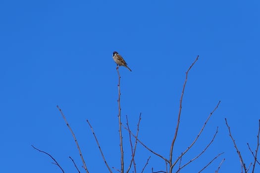 A small bird, a sparrow sits on a branch on the top of a tree or shrub against the blue sky. High quality photo