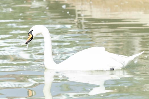 Swan floats on pink water