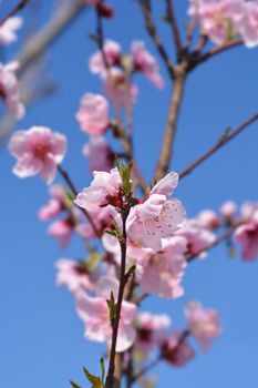 Peach tree flowers - Latin name - Prunus persica