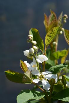 Pearl bush Snow White - Latin name - Exochorda serratifolia Snow White