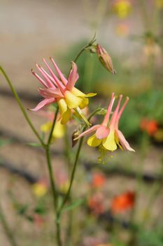 Barnebys columbine - Latin name - Aquilegia barnebyi