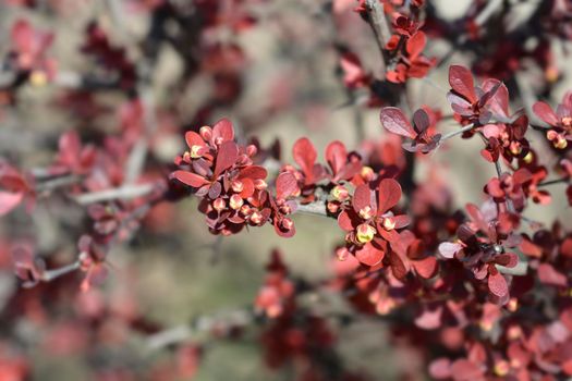 Purple Japanese barberry flower buds - Latin name - Berberis thunbergii f. atropurpurea