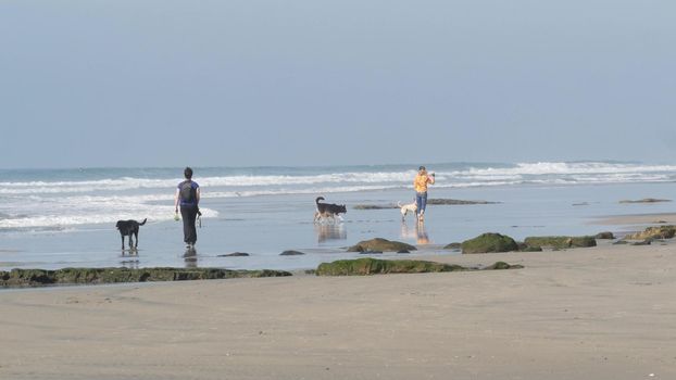 Del Mar, California USA - 23 Jan 2020: Dog friendly beach. People walking and training pets. Owners strolling and playing with various puppies. Men, women and many different dogs running near ocean.
