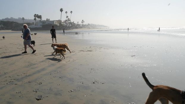 Del Mar, California USA - 23 Jan 2020: Dog friendly beach. People walking and training pets. Owners strolling and playing with various puppies. Men, women and many different dogs running near ocean.