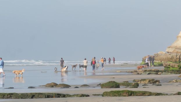 Del Mar, California USA - 23 Jan 2020: Dog friendly beach. People walking and training pets. Owners strolling and playing with various puppies. Men, women and many different dogs running near ocean.