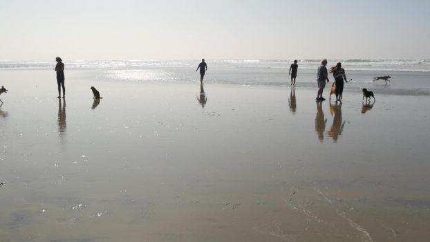 Del Mar, California USA - 23 Jan 2020: Dog friendly beach. People walking and training pets. Owners strolling and playing with various puppies. Men, women and many different dogs running near ocean.